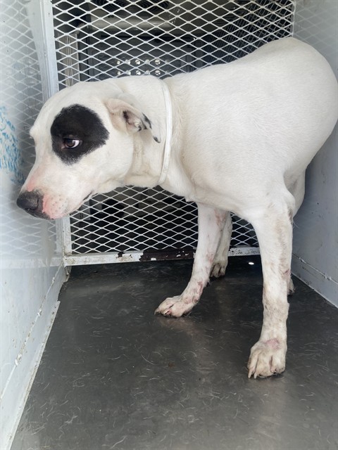 Shelter Stray Female Dog last seen Near BLOCK 178 HWY, WELDON CA 93283, 3951 Fruitvale Ave, Bakersfield, CA 93308, USA