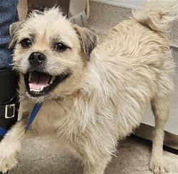 Shelter Stray Female Dog last seen Near BLOCK LERA LN, MOJAVE CA 93501, 3951 Fruitvale Ave, Bakersfield, CA 93308, USA