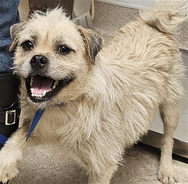 Shelter Stray Female Dog last seen Near BLOCK LERA LN, MOJAVE CA 93501, 3951 Fruitvale Ave, Bakersfield, CA 93308, USA