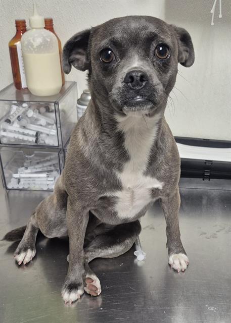 Shelter Stray Female Dog last seen Near BLOCK RIVER BLVD, BAKERSFIELD CA 93305, 3951 Fruitvale Ave, Bakersfield, CA 93308, USA