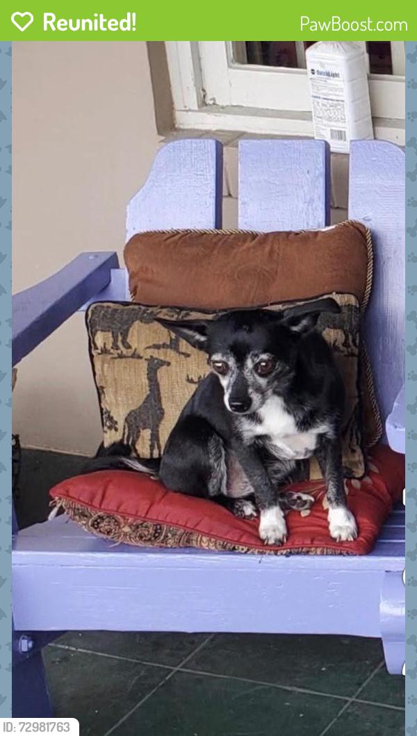 Reunited Female Dog last seen Wawa and McDonald's federal, Stuart, FL 34994