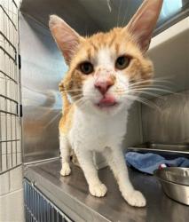 Shelter Stray Male Cat last seen Near BLOCK AZALEA ST, 12155 Park Blvd, Brighton, CO 80601, USA
