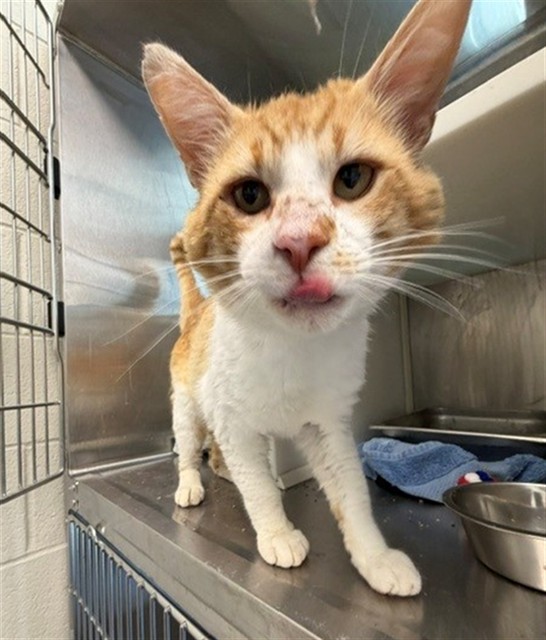 Shelter Stray Male Cat last seen Near BLOCK AZALEA ST, 12155 Park Blvd, Brighton, CO 80601, USA