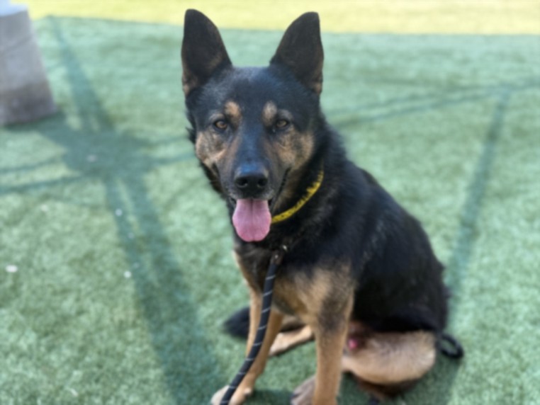 Shelter Stray Male Dog last seen , 3201 Lacy St, Los Angeles, CA 90031, USA