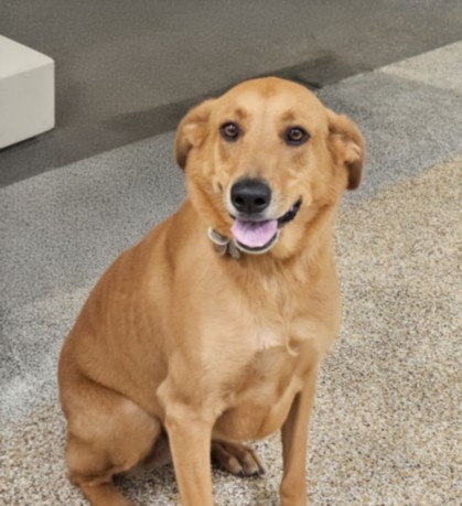 Shelter Stray Female Dog last seen , 3201 Lacy St, Los Angeles, CA 90031, USA
