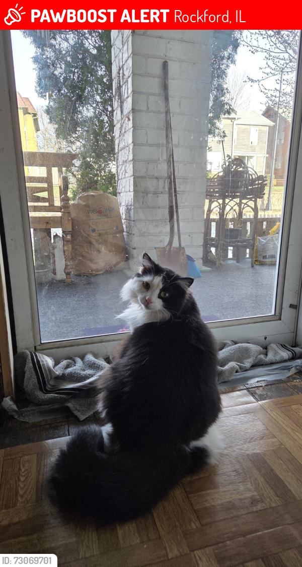 Lost Female Cat last seen North Main, Rockford, IL 61103