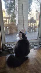 Lost Female Cat last seen North Main, Rockford, IL 61103