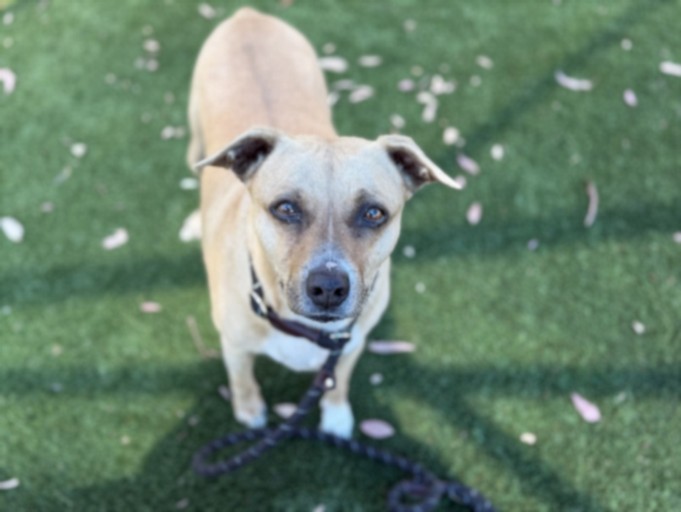 Shelter Stray Male Dog last seen , 3201 Lacy St, Los Angeles, CA 90031, USA