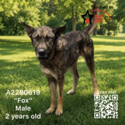 Shelter Stray Male Dog last seen , 3201 Lacy St, Los Angeles, CA 90031, USA