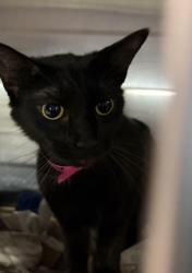 Shelter Stray Female Cat last seen , 11361 W Pico Blvd, Los Angeles, CA 90064, USA