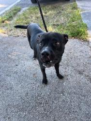 Shelter Stray Male Dog last seen Near BLOCK NW 18TH AVE, 3599 NW 79th Ave, Doral, FL 33122, USA
