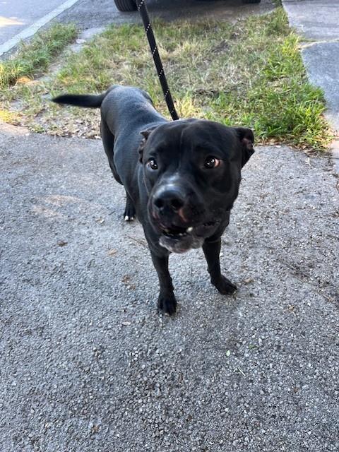 Shelter Stray Male Dog last seen Near BLOCK NW 18TH AVE, 3599 NW 79th Ave, Doral, FL 33122, USA