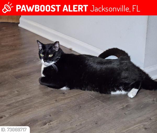 Lost Male Cat last seen Sarah's Landing Dr, Jacksonville, FL 32221
