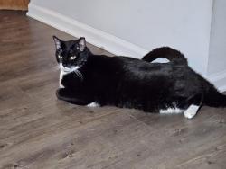 Lost Male Cat last seen Sarah's Landing Dr, Jacksonville, FL 32221