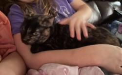 Lost Female Cat last seen Feathercrest, Fort Worth, TX 76137