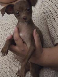Lost Female Dog last seen Lower buckeye and Yuma, cotton rd, Goodyear, AZ 85338