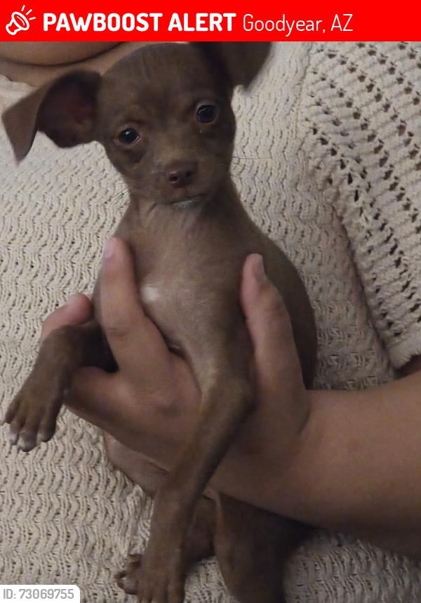 Lost Female Dog last seen Lower buckeye and Yuma, cotton rd, Goodyear, AZ 85338