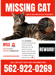 Lost Male Cat last seen Downey, Downey, CA 90241