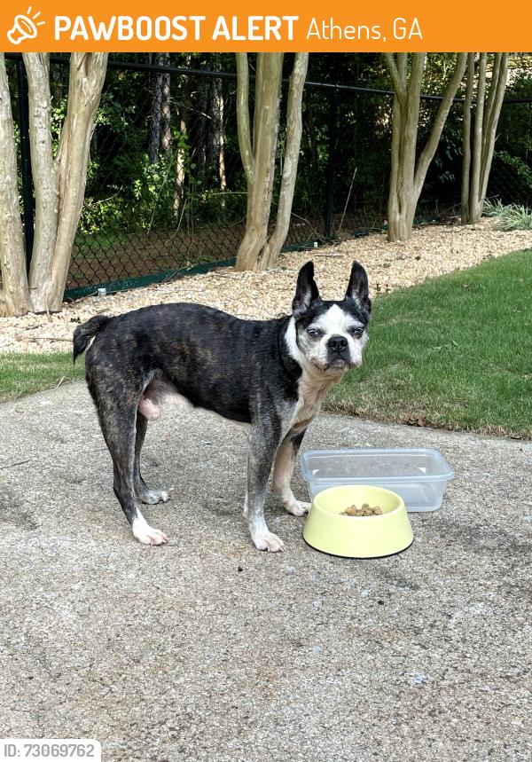 Found/Stray Male Dog last seen Hampton Estates, Athens, GA, Athens, GA 30605