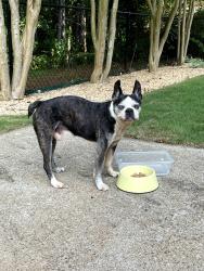 Found/Stray Male Dog last seen Hampton Estates, Athens, GA, Athens, GA 30605