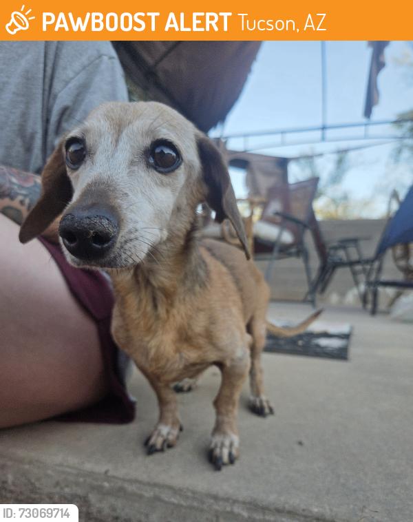 Found/Stray Female Dog last seen 22nd and Swan, Tucson, AZ 85711
