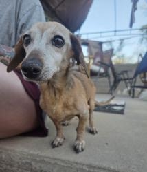 Found/Stray Female Dog last seen 22nd and Swan, Tucson, AZ 85711