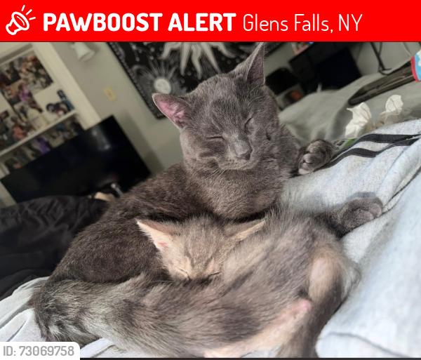 Lost Male Cat last seen Gage avenue, Glens Falls, NY 12801