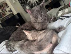 Lost Male Cat last seen Gage avenue, Glens Falls, NY 12801