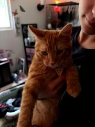 Found/Stray Male Cat last seen Harper, Inver Grove Heights, MN 55076