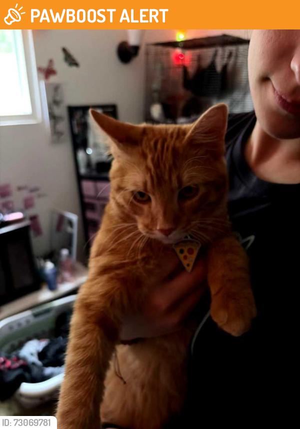 Found/Stray Male Cat last seen Harper, Inver Grove Heights, MN 55076