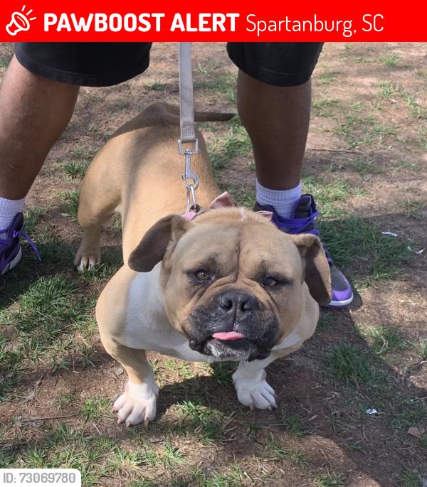 Lost Female Dog last seen Kollins ave Spartanburg, Spartanburg, SC 29306