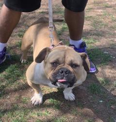 Lost Female Dog last seen Kollins ave Spartanburg, Spartanburg, SC 29306