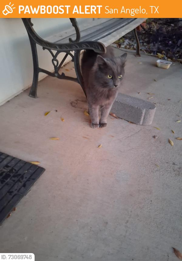 Found/Stray Unknown Cat last seen Garfield, San Angelo, TX 76901