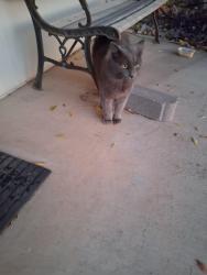 Found/Stray Unknown Cat last seen Garfield, San Angelo, TX 76901