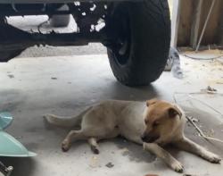 Reunited Male Dog last seen Canoe branch, Castalian Springs, TN 37031