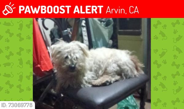 Lost Male Dog last seen Near North A St Apt 2, Arvin, CA 93203