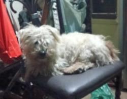 Lost Male Dog last seen Near North A St Apt 2, Arvin, CA 93203