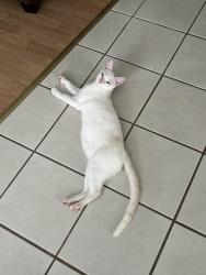 Lost Male Cat last seen Sharon Church Rd, Old Bradford Rd, Pinson, AL 35126
