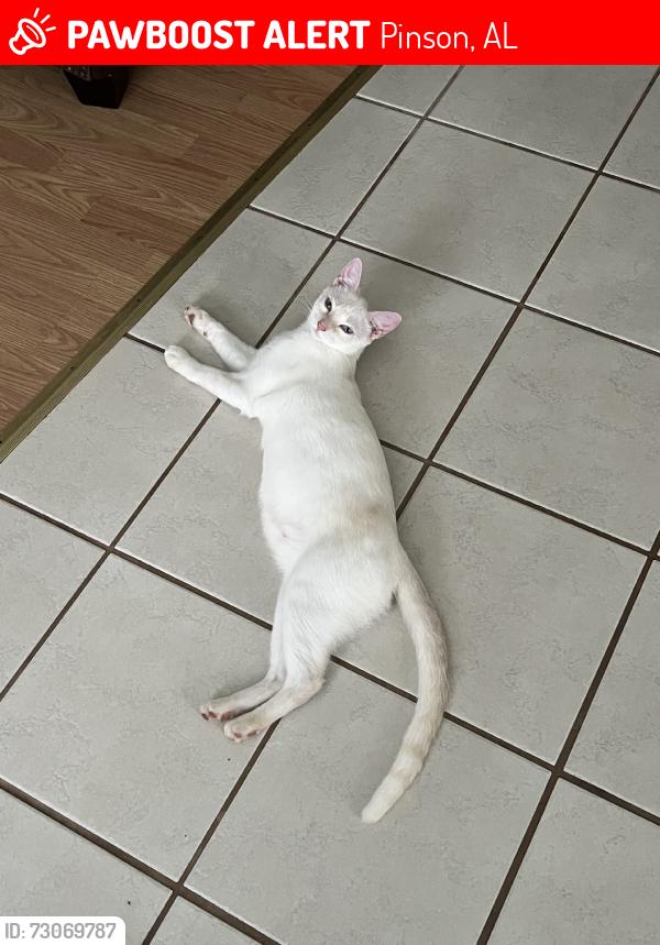 Lost Male Cat last seen Sharon Church Rd, Old Bradford Rd, Pinson, AL 35126