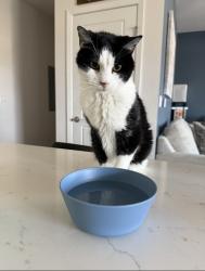 Lost Male Cat last seen Buck Rn, Salida, Salida, CO 81201