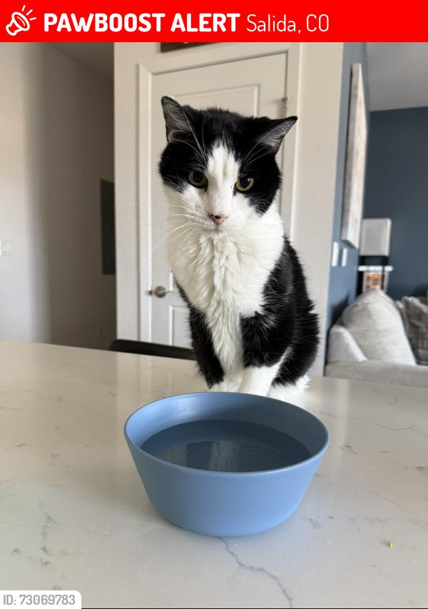 Lost Male Cat last seen Buck Rn, Salida, Salida, CO 81201