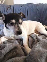 Found/Stray Male Dog last seen Belmont and Central, Chicago, IL 60660