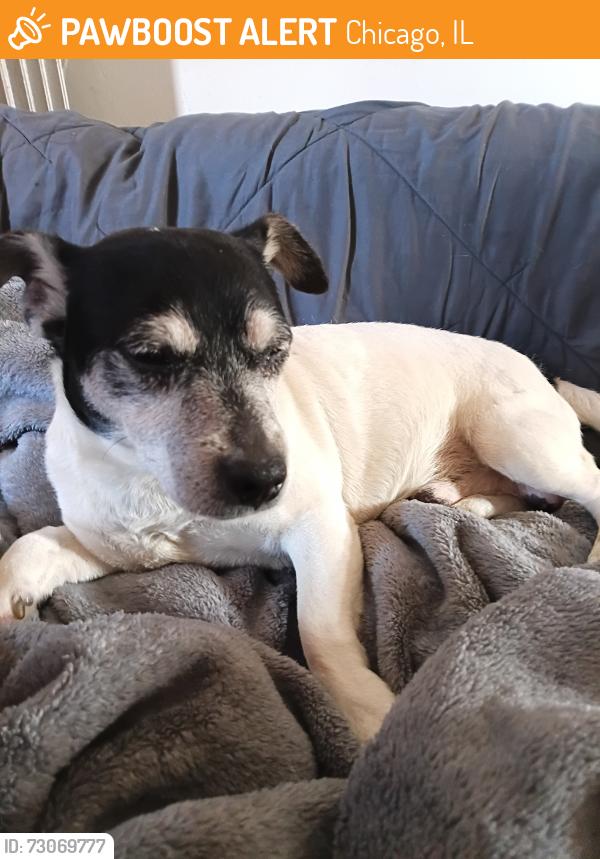 Found/Stray Male Dog last seen Belmont and Central, Chicago, IL 60660