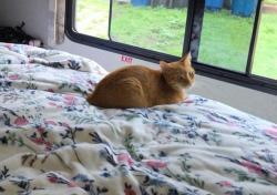Reunited Female Cat last seen Beecham RV Park, Blanchard, OK 73010