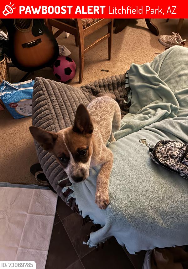 Lost Female Dog last seen Near W Whitton Ave, Litchfield Park, AZ 85340, USA, Litchfield Park, AZ 85340