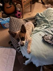Lost Female Dog last seen Near W Whitton Ave, Litchfield Park, AZ 85340, USA, Litchfield Park, AZ 85340