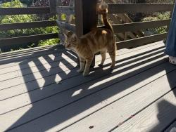 Found/Stray Unknown Cat last seen Homewood Dr., Oakland 94611, Oakland, CA 94611