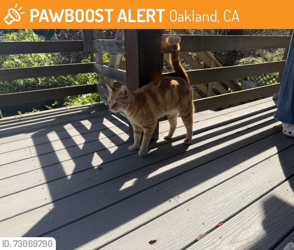 Found/Stray Unknown Cat last seen Homewood Dr., Oakland 94611, Oakland, CA 94611