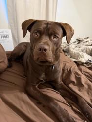 Lost Male Dog last seen Anne Marie Way, Knoxville, TN 37931