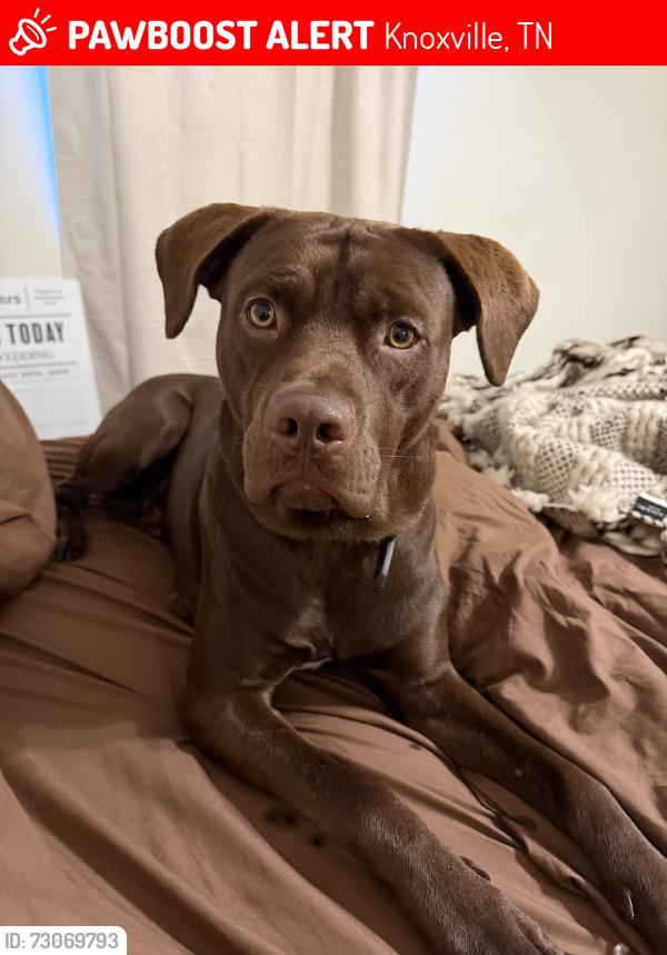 Lost Male Dog last seen Anne Marie Way, Knoxville, TN 37931